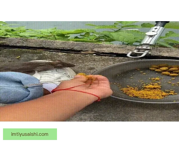 世界杯竞猜热门平台推荐与最佳策略解析全方位指南